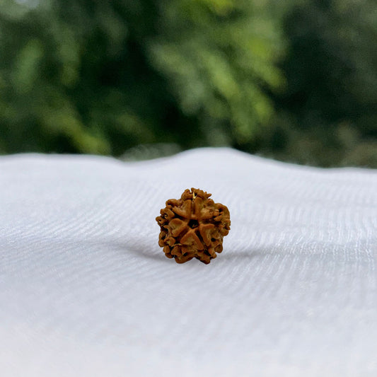 1 Mukhi Nepali Rudraksha - Full View