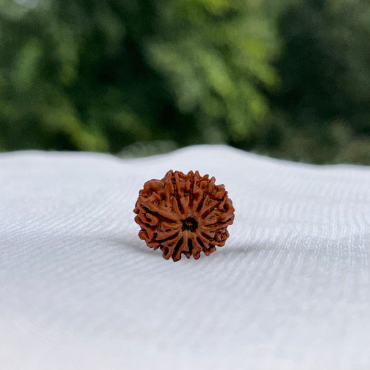 11 Mukhi Nepali Rudraksha - Full View