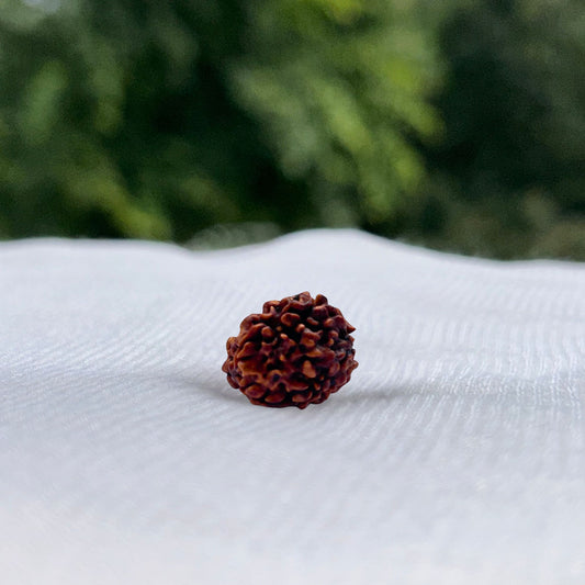 3 Mukhi Himalayan Rudraksha - Full View