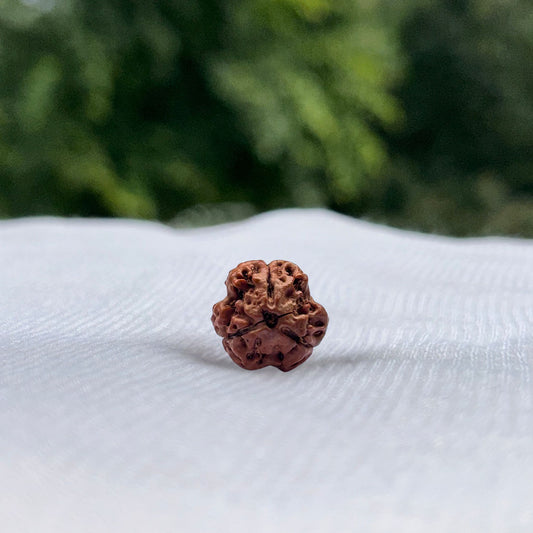 3 Mukhi Nepali Rudraksha - Full View