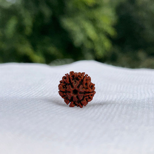 6 Mukhi Nepali Rudraksha - Full View