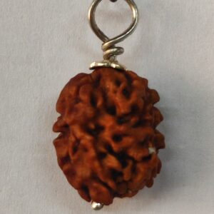 2 Mukhi Rudraksha