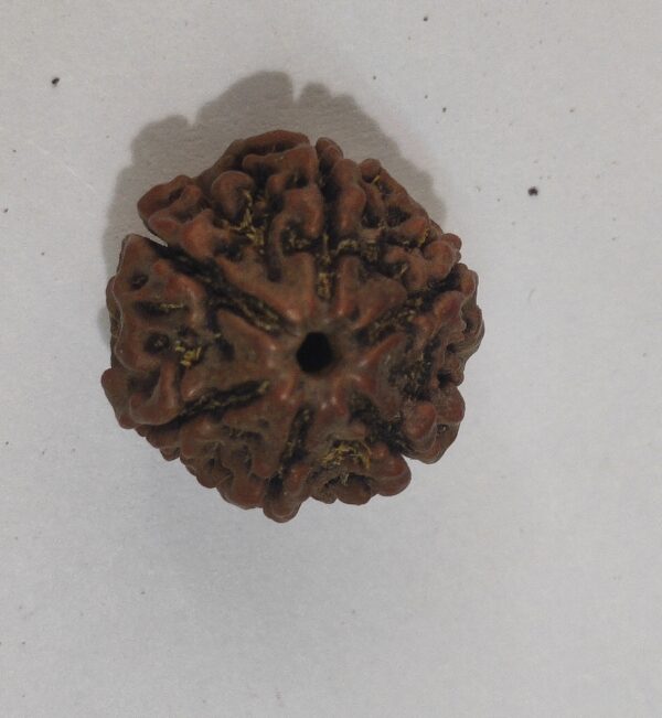 6 Mukhi Rudraksha