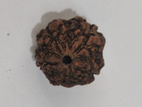6 Mukhi Rudraksha