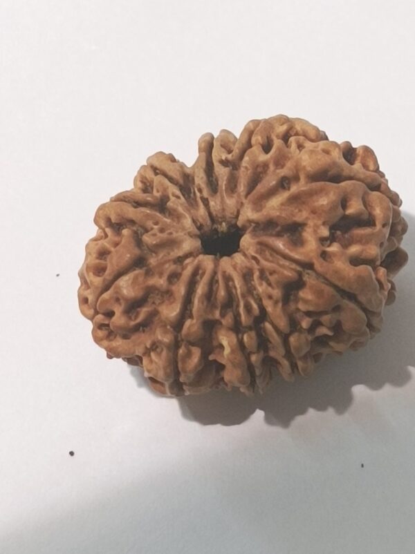 10 Mukhi Rudraksha