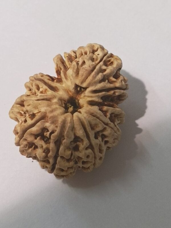 10 Mukhi Rudraksha