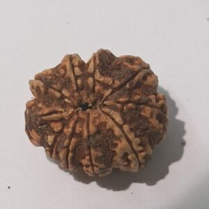 10 Mukhi Nepali Rudraksha