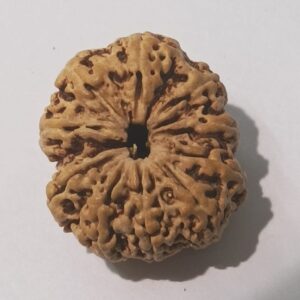 10 Mukhi Nepali Rudraksha