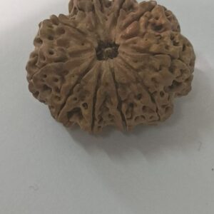 10 Mukhi Rudraksha