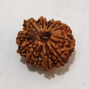 12 Mukhi Rudraksha