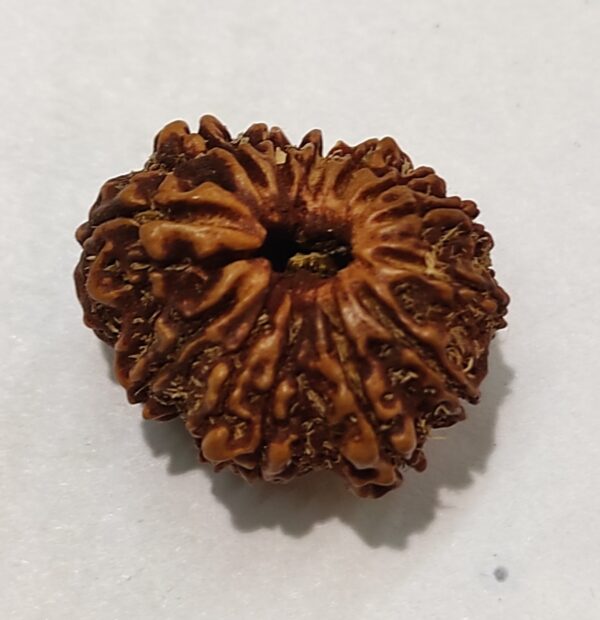 12 Mukhi Rudraksha