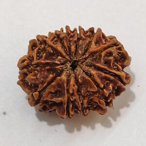 12 Mukhi Rudraksha