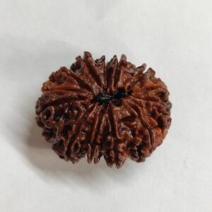 14 Mukhi Nepali Rudraksha