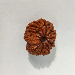 14 Mukhi Nepali Rudraksha