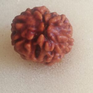 2 Mukhi Rudraksha