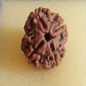 4 Mukhi rudraksha