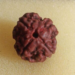 4 Mukhi rudraksha