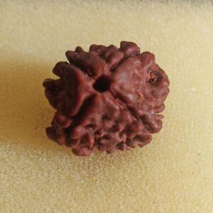 4 Mukhi rudraksha