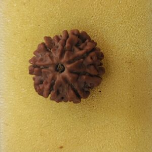 7 Mukhi Rudraksha