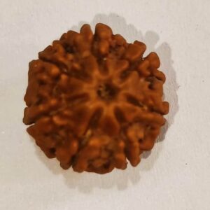 7 Mukhi Rudraksha