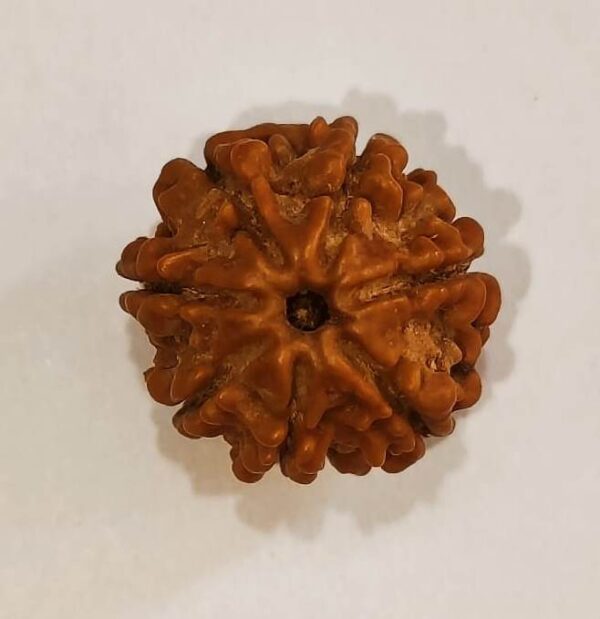 7 Mukhi Rudraksha