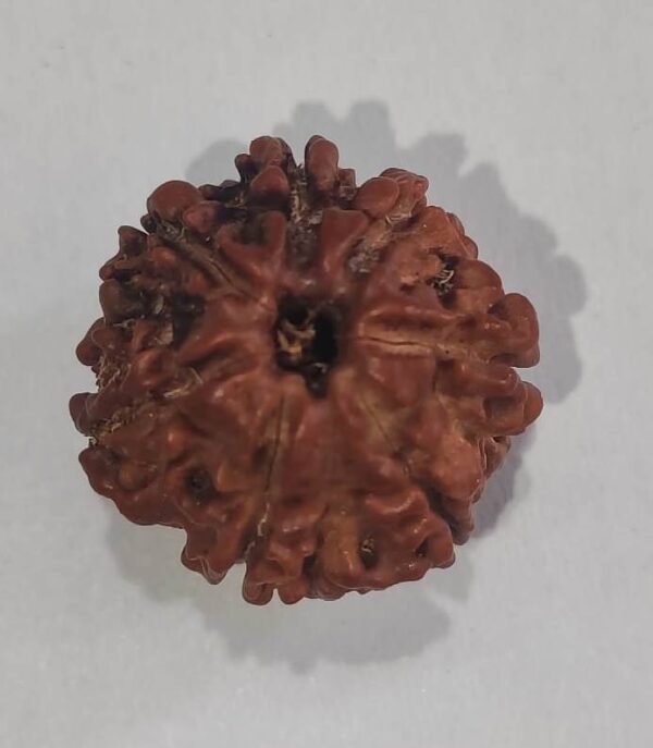 7 Mukhi Rudraksha