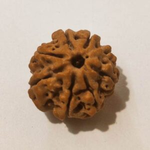 8 Mukhi Rudraksha