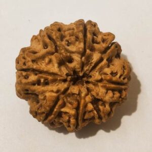 8 Mukhi Rudraksha