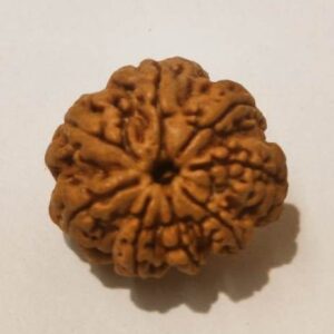 8 Mukhi Rudraksha