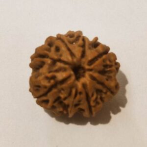 8 Mukhi Rudraksha