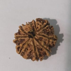 9 Mukhi Rudraksha