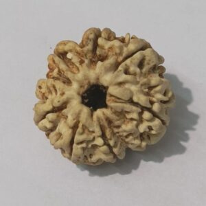 9 Mukhi Rudraksha