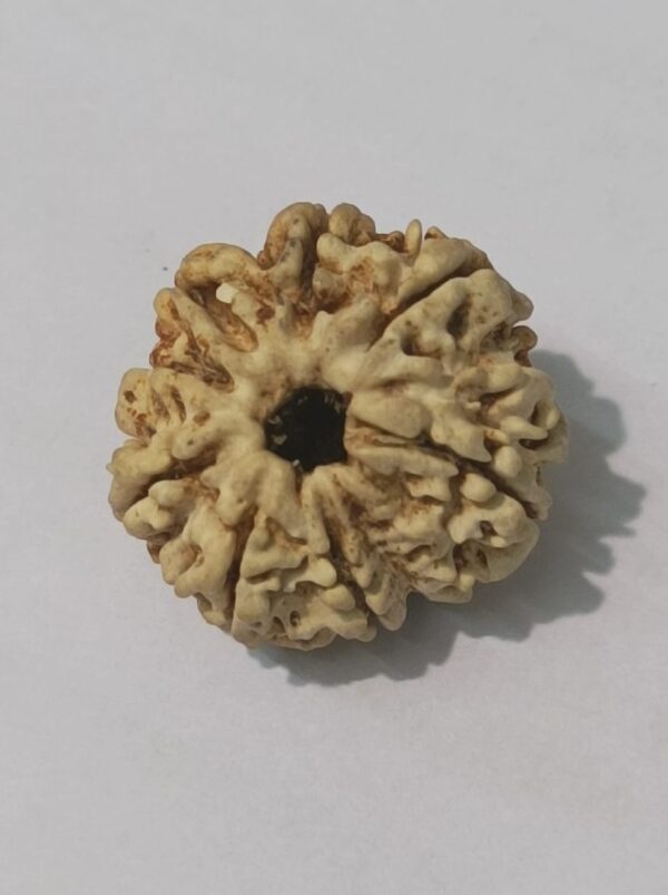 9 Mukhi Rudraksha