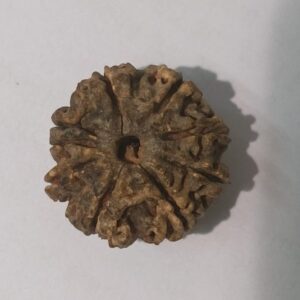 9 Mukhi Rudraksha