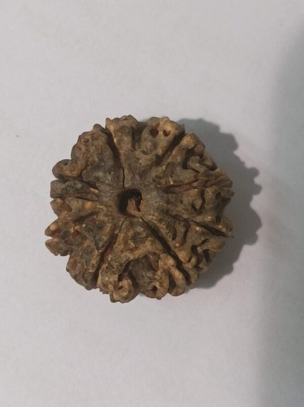 9 Mukhi Rudraksha