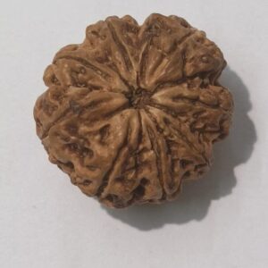 9 Mukhi Rudraksha