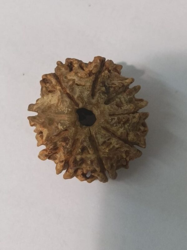 9 Mukhi Rudraksha