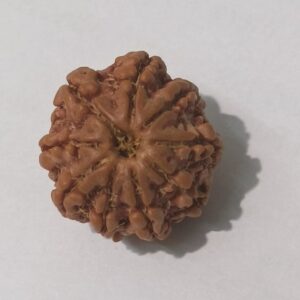 9 Mukhi Rudraksha