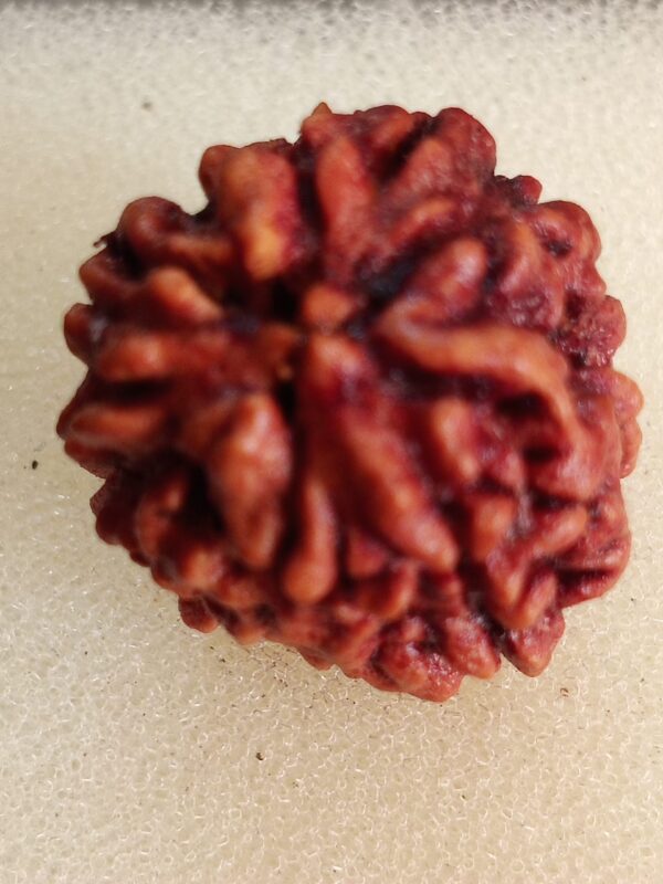 3 Mukhi Rudraksha
