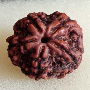 5 Mukhi Rudraksha