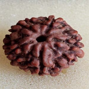 5 Mukhi Rudraksha