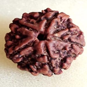 5 Mukhi Rudraksha