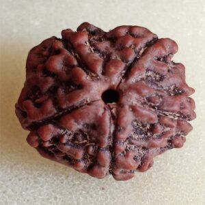 5 Mukhi Rudraksha