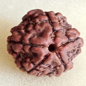 5 Mukhi Rudraksha