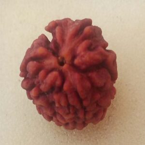 3 Mukhi Rudraksha