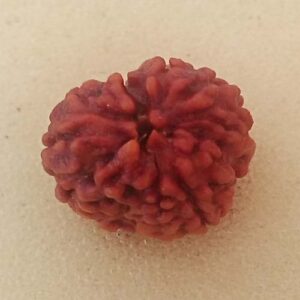 3 Mukhi Rudraksha