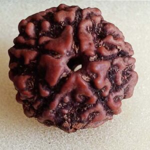 5 Mukhi Rudraksha