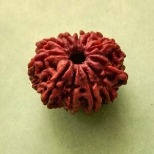 11 Mukhi Rudraksha