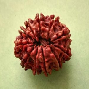 11 Mukhi Rudraksha