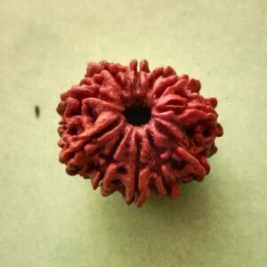 11 Mukhi Rudraksha